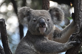 Koala australiano